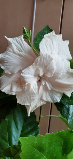  - Hibiscus 2015-2024