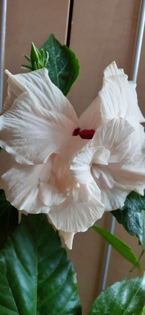  - Hibiscus 2015-2024