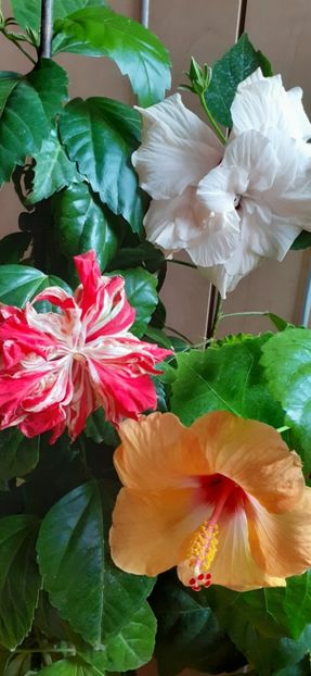  - Hibiscus 2015-2024