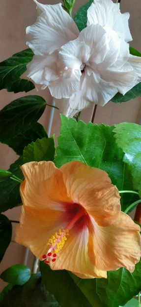  - Hibiscus 2015-2024