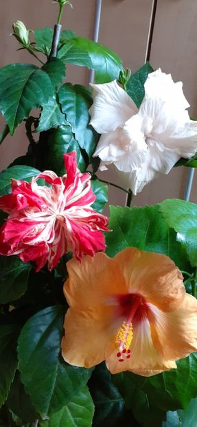 - Hibiscus 2015-2024