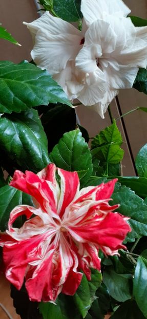  - Hibiscus 2015-2024