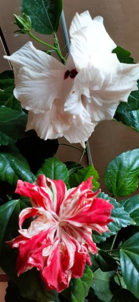  - Hibiscus 2015-2024