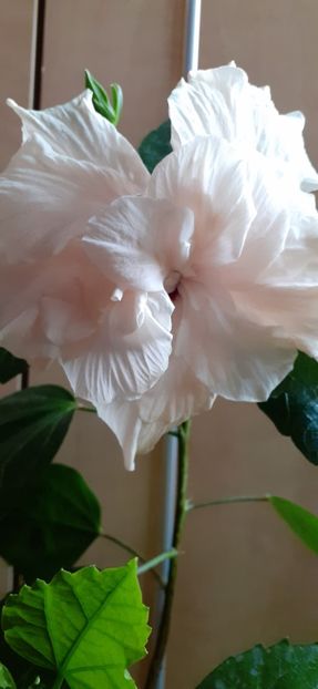  - Hibiscus 2015-2024