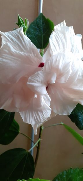  - Hibiscus 2015-2024