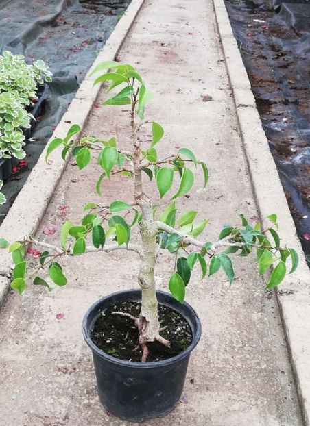 Frezat, iunie 2020 - Viitori bonsai shohin