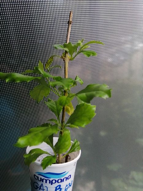 Crassipes - de vânzare acum