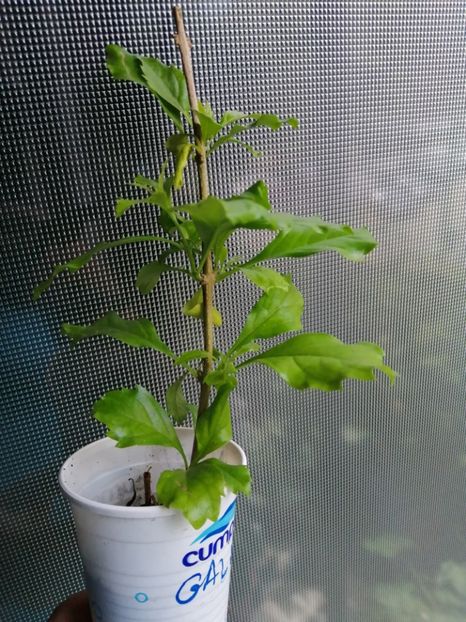 Creșteri noi - de vânzare acum