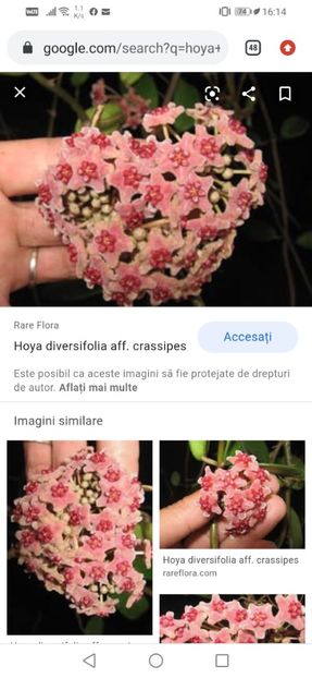 Crassipes inflorire - de vânzare acum