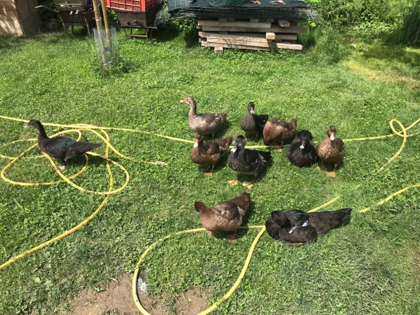  - Tineret rate lesesti 2020