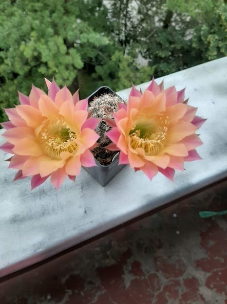 IMG-20200618-WA0013 - Cactusi înfloriti 2020