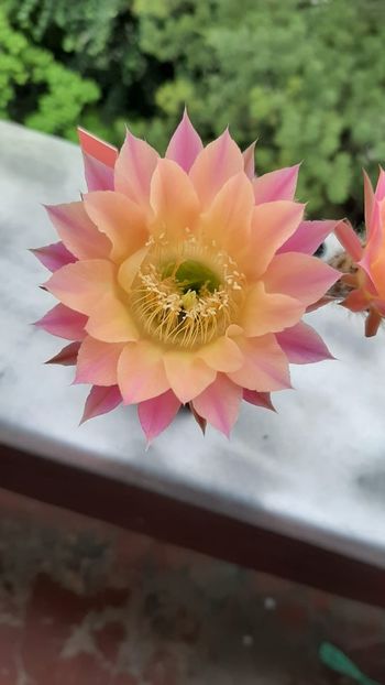 IMG-20200618-WA0011 - Cactusi înfloriti 2020