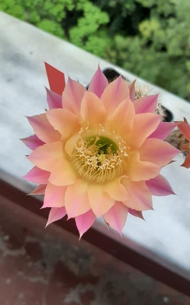 Echinopsis TS 9 - Cactusi înfloriti 2020