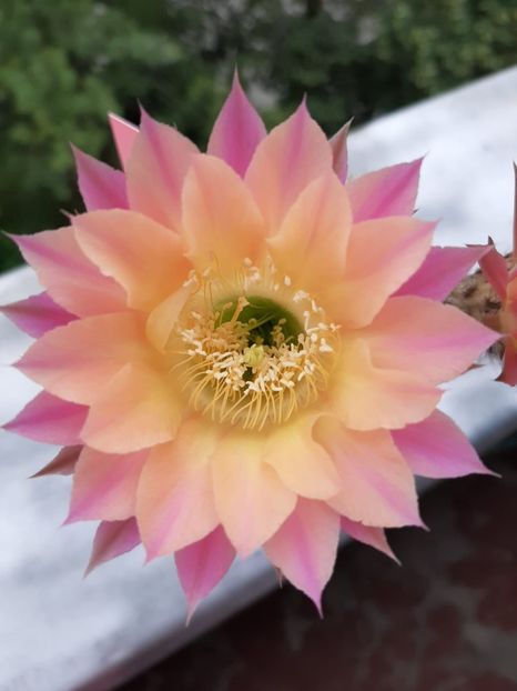 Echinopsis TS 9 - Cactusi înfloriti 2020