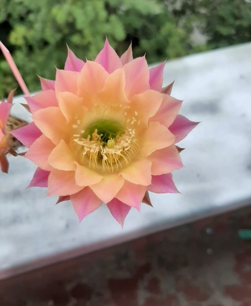 Echinopsis TS 9 - Cactusi înfloriti 2020