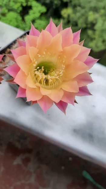 Echinopsis TS 9 - Cactusi înfloriti 2020