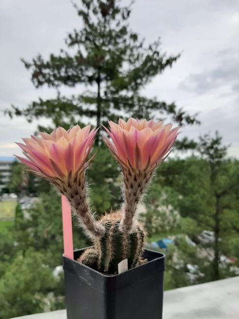 ECHINOPSIS TS 9 - Cactusi înfloriti 2020