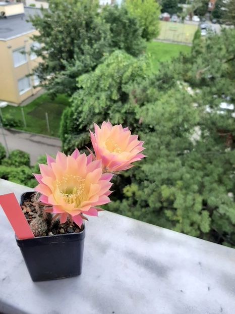 Echinopsis TS 9 - Cactusi înfloriti 2020