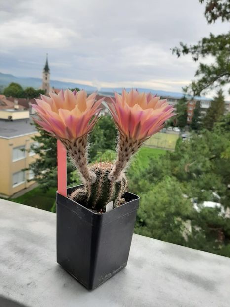 Echinopsis TS 9 - Cactusi înfloriti 2020