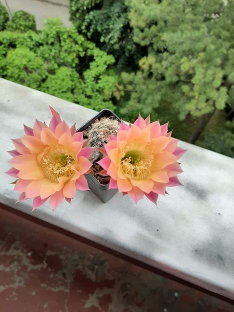 Echinopsis TS 9 - Cactusi înfloriti 2020