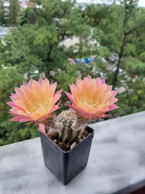 Echinopsis TS 9 - Cactusi înfloriti 2020