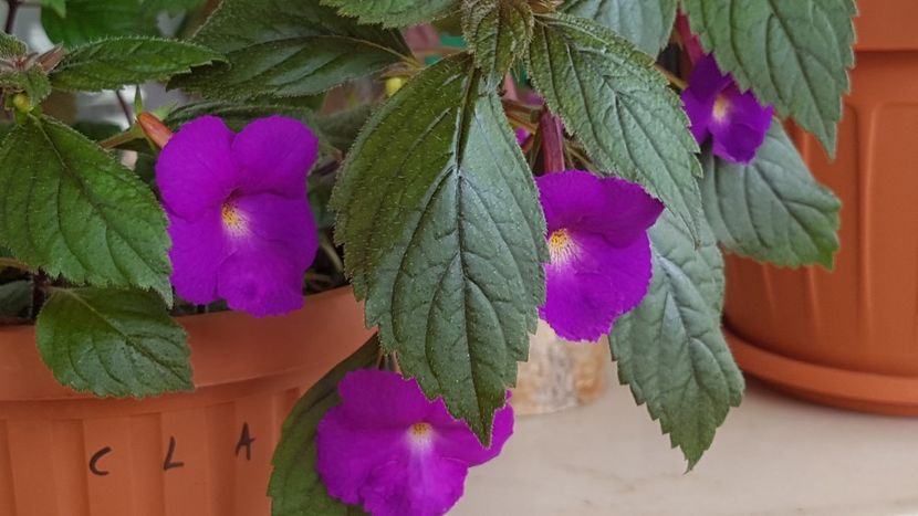 Pulcherrima - Achimenes 2020