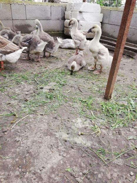 Mascul buff - Boboci 2020