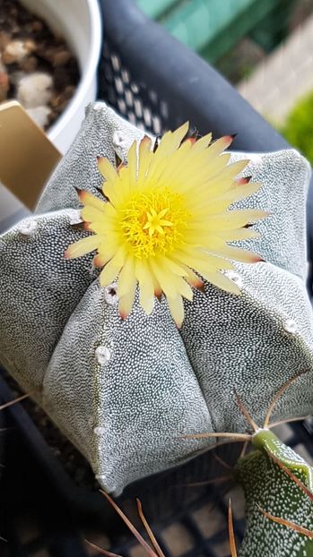 Astrophytum myriostigma - Astrophytum