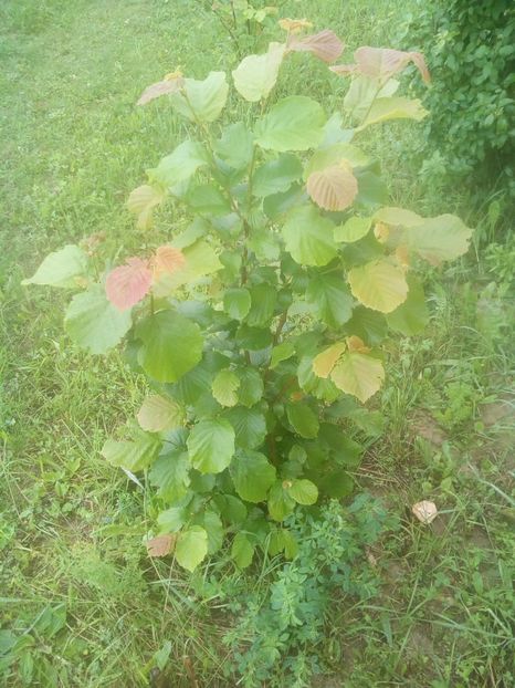 In gradina - ALUNUL DE PADURE