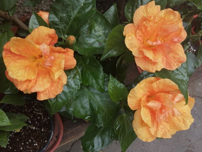  - Hibiscus