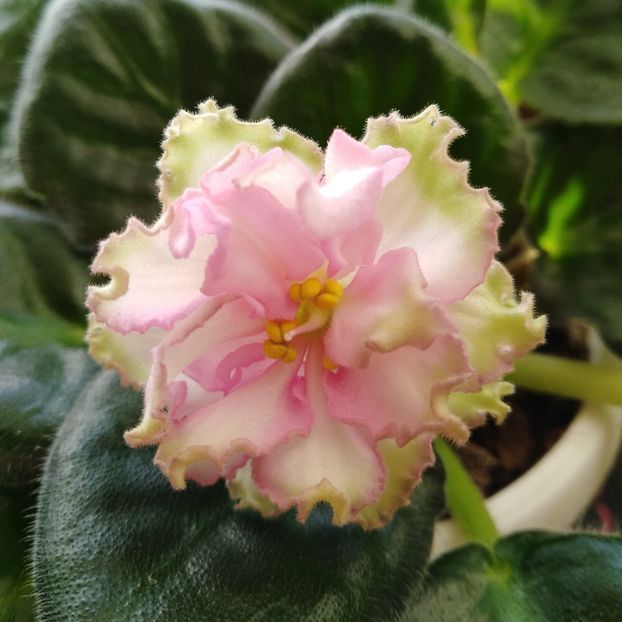 poza net - VAT Sinichka