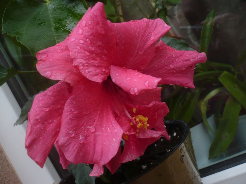 21.06.2020 - HIBISCUSI 2020-1