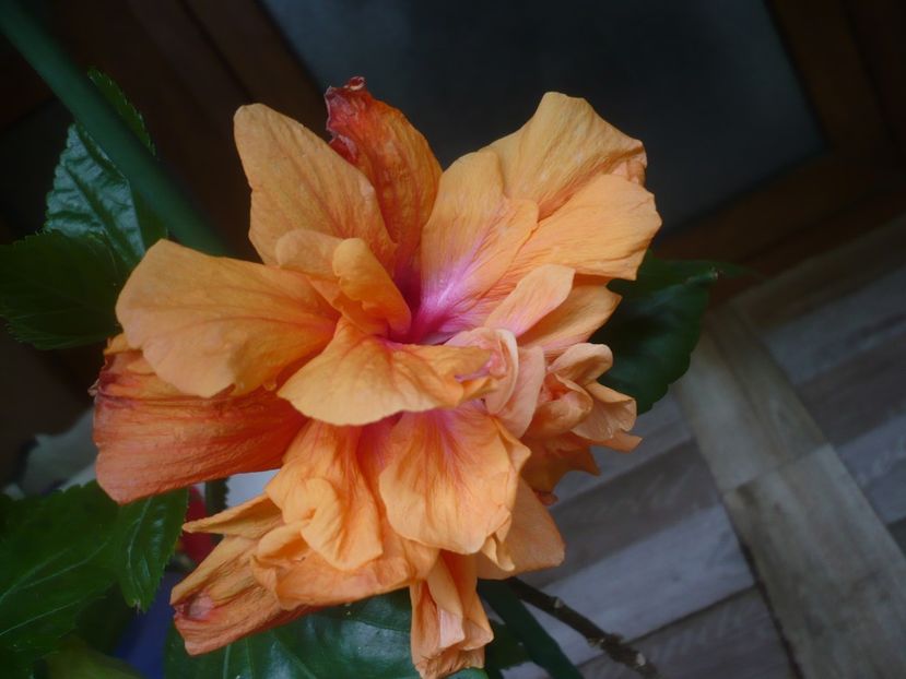 P1440541 - HIBISCUSI 2020-1