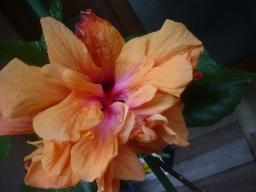 P1440542 - HIBISCUSI 2020-1