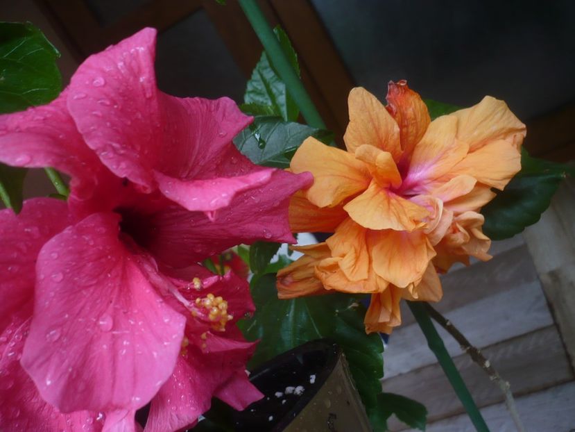 P1440544 - HIBISCUSI 2020-1