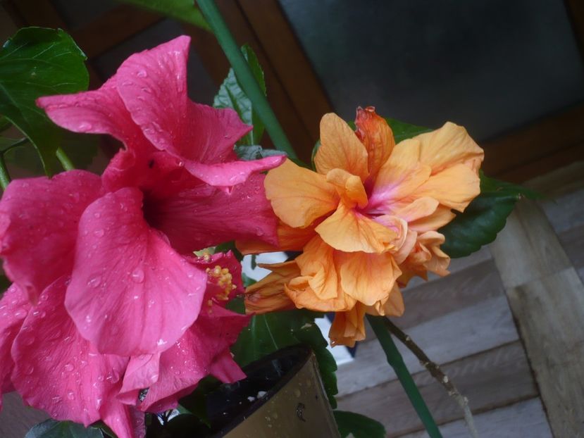 P1440545 - HIBISCUSI 2020-1