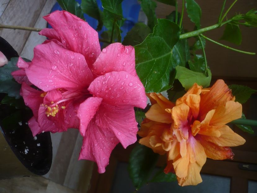 P1440546 - HIBISCUSI 2020-1