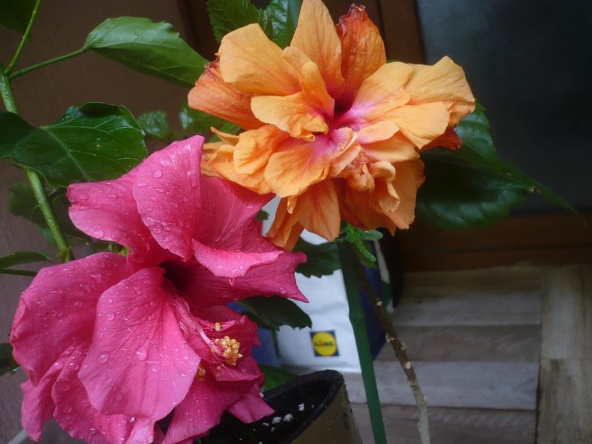 P1440547 - HIBISCUSI 2020-1