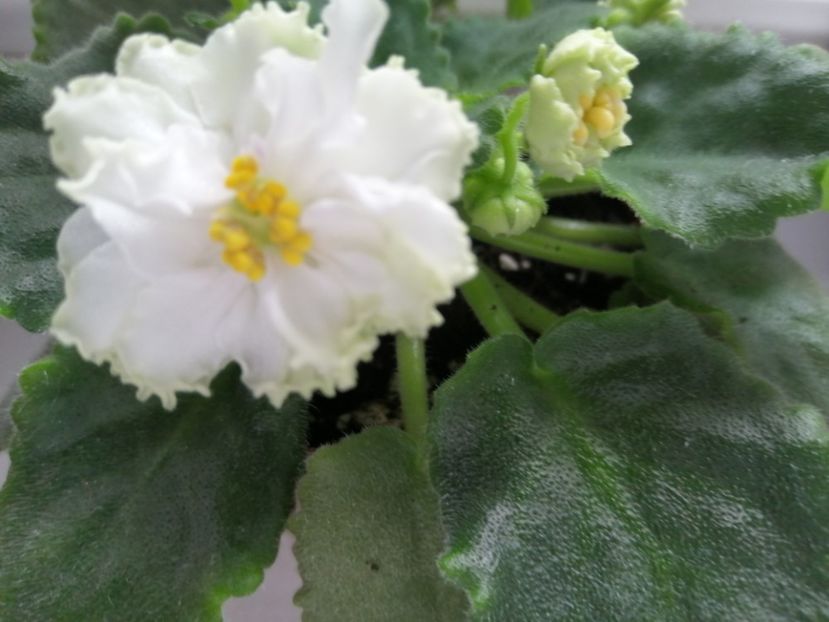  - Le Chateau Margaux