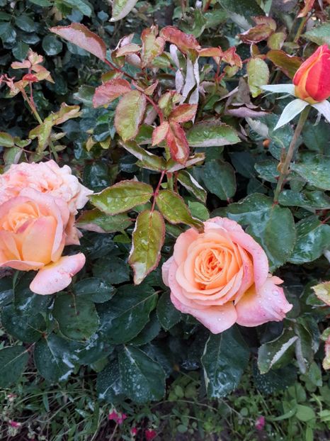  - Honolulu floribunda -2019