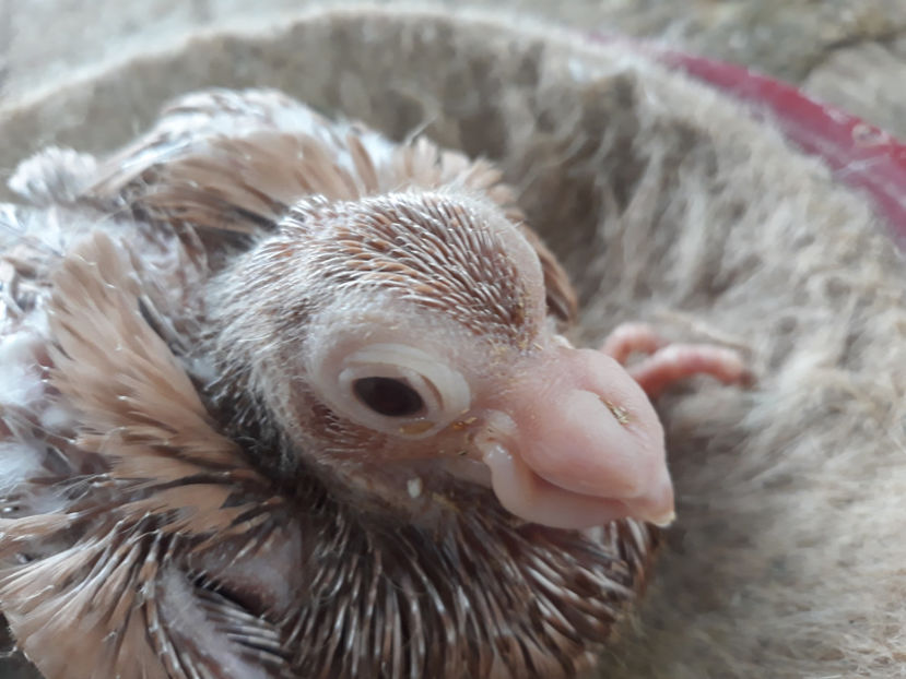  - Indian german 2020