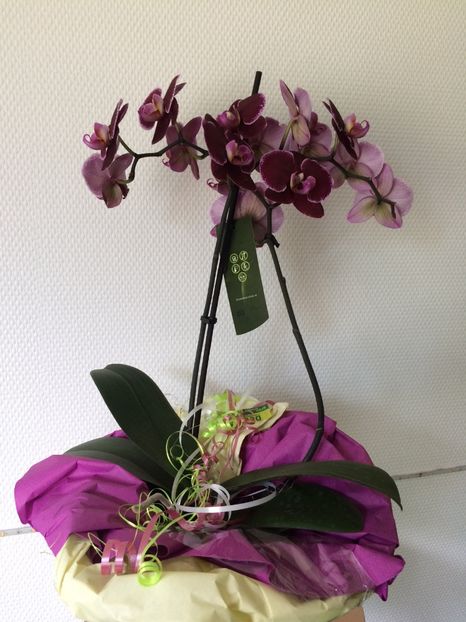 21.06.2020 - 6-Orchideele mele