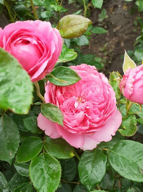  - Chantal merieux floribunda Guillot 2018-2020