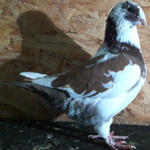  - 3---AGH DAȚI 2019 - 2025