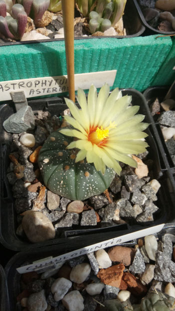 21.06.2020 - Astrophytum asterias