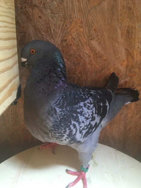 F2019 - Achiziții pentru 2020