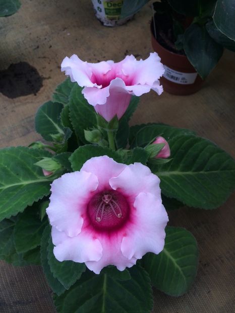 21.06.2020 - Provizoriu- Frumuseți