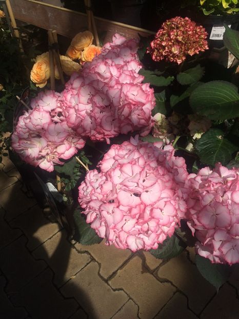 21.06.2020- hortenzia - A -Magazin