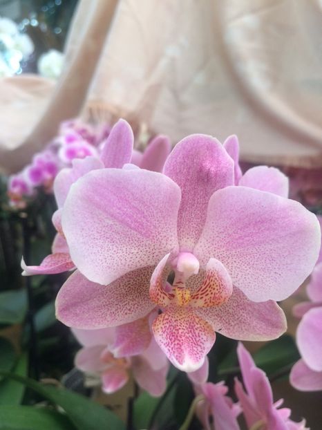 21.06.2020 - A -Magazin