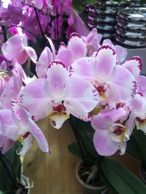 21.06.2020 - A -Magazin